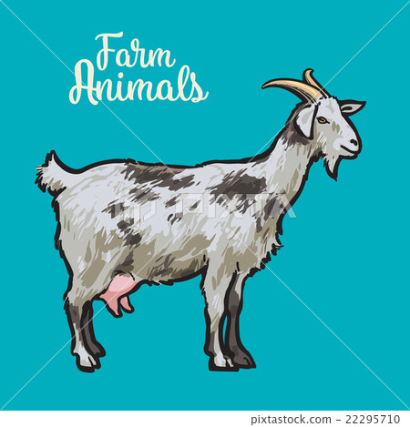 ketch of a goat with horns and udder 22295710