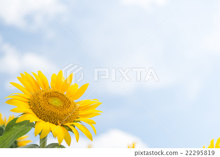 sunflower sunflower 22295819