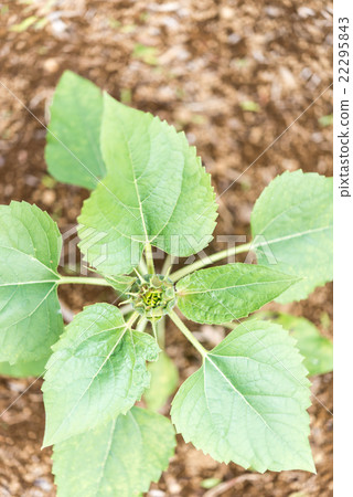 sunflower sunflower 22295843