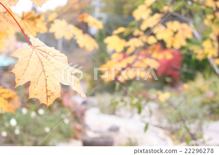 Dead leaves Yellow autumn cool - Stock Photo [22296278] - PIXTA