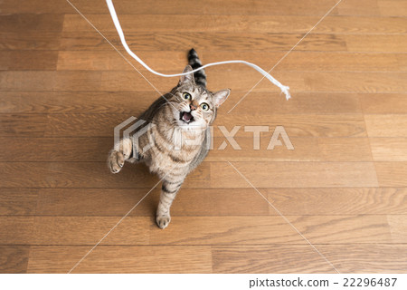 Cat 22296487