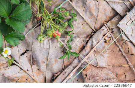 Fresh strawberry in the organic farm 22296647