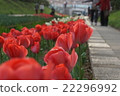 Red tulip 22296992
