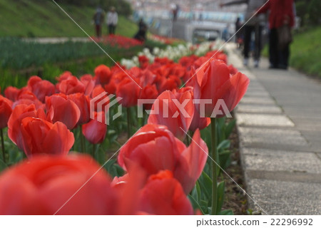 Red tulip Red tulip 22296992