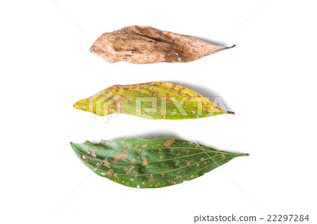 green and dry leaf full of holes 22297284