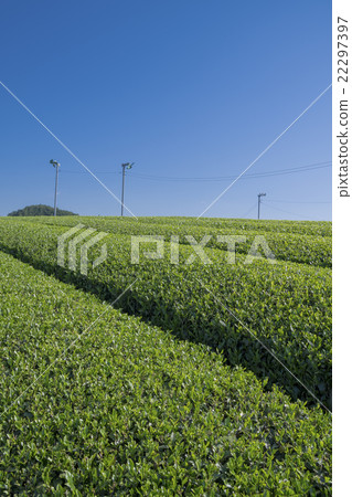 5月的茶園 5月的茶園 22297397