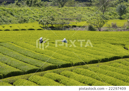 在茶園採摘的茶道在5月 在茶園採摘的茶道在5月 22297409