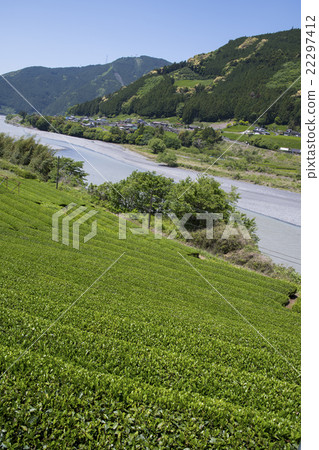 Oigawa and tea plantation Oigawa and tea plantation 22297412