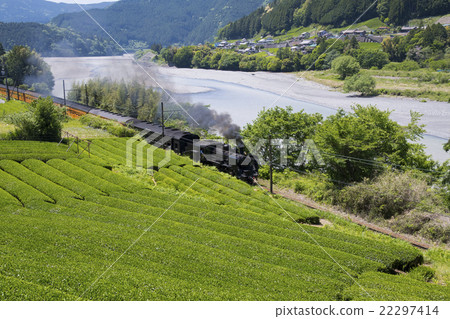 SL and tea plantation SL and tea plantation 22297414