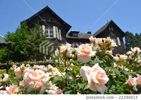 玫瑰 玫瑰 22299813