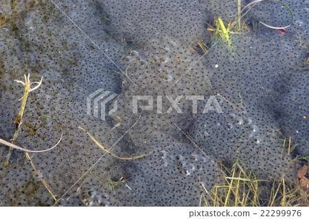 European frog spawn in pond 22299976