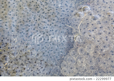 European frog spawn in pond 22299977