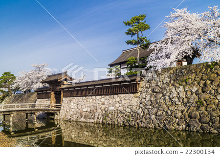 信州長野市松島松城城 海津城 太郎和櫻花 照片素材 圖片 圖庫