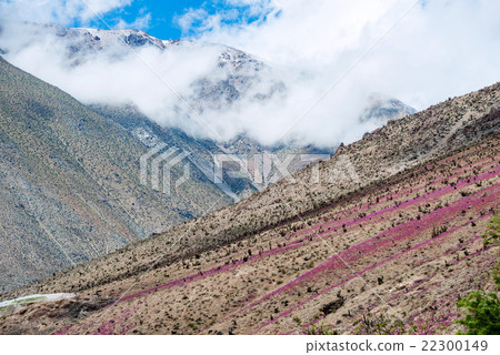 Flowering desert (Spanish 22300149