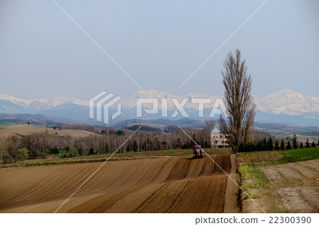 Hill of Biei Agricultural landscape Hill of Biei Agricultural landscape 22300390