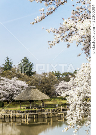 “信州長野八幡原歷史公園（川中島戰場）的涼亭、池塘和櫻花” 22300394