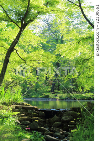 Sweet Breeze in May - Bato early summer pond Sweet Breeze in May - Bato early summer pond 22300661