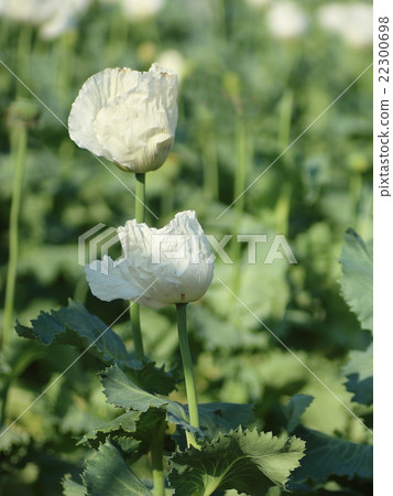 Illegal poppy Illegal poppy 22300698