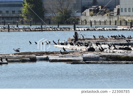 綠色鸕鶿蠕蟲 22300785