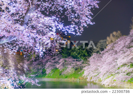 夜晚的櫻花 22300786