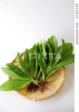 Garlic clamor Garlic clamor 22301149