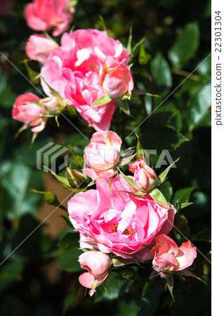 rose rose 22301304