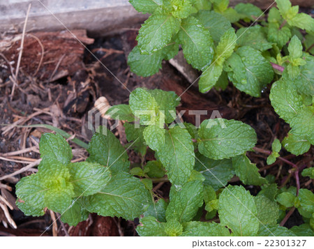 Kitchen Mint, The plant is a perennial herb Kitchen Mint, The plant is a perennial herb 22301327