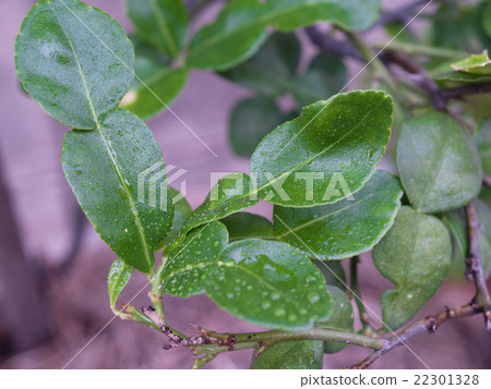 Kaffir lime skin Kaffir lime skin 22301328