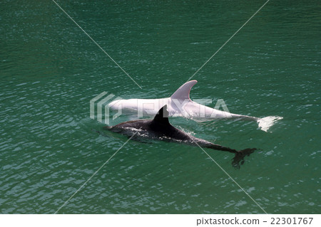 Black whale and white whale Black whale and white whale 22301767