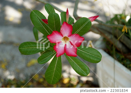 Pink Desert Rose or Mock Azalea flower 22301834