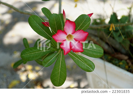 Pink Desert Rose or Mock Azalea flower 22301835