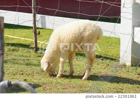 Sheep in the meadow at Thailand Sheep in the meadow at Thailand 22301861