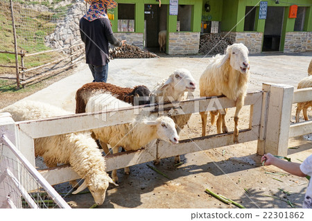 Sheep farm in Thailand Sheep farm in Thailand 22301862
