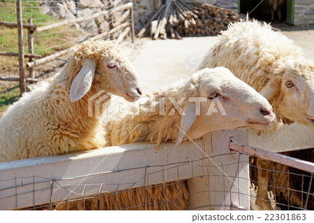 Sheep farm in Thailand Sheep farm in Thailand 22301863