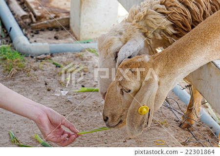 Sheep farm in Thailand Sheep farm in Thailand 22301864