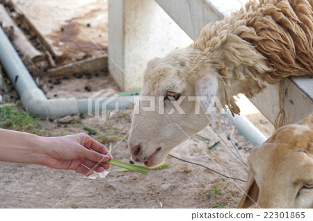 Sheep farm in Thailand Sheep farm in Thailand 22301865