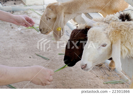 Sheep farm in Thailand 22301866