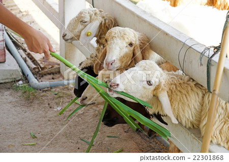 Sheep farm in Thailand Sheep farm in Thailand 22301868