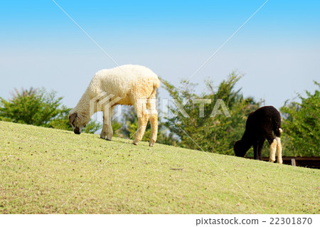 Sheep in the meadow at Thailand Sheep in the meadow at Thailand 22301870