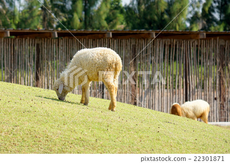 Sheep in the meadow at Thailand 22301871