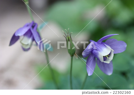 站在Odamaki 22302160