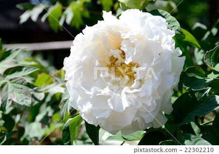 Budon Kasugayama Budon Kasugayama 22302210