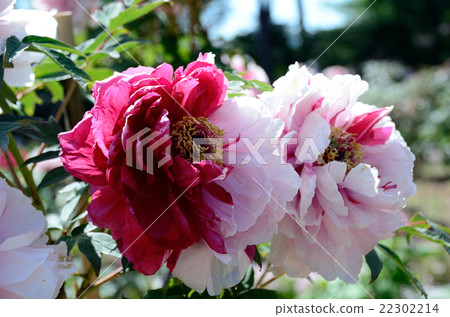 Budand Island jus 22302214