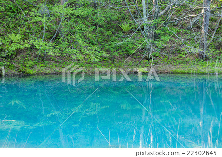 Fresh green of Goshikinuma 22302645