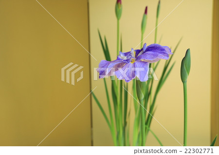鳶尾花 22302771