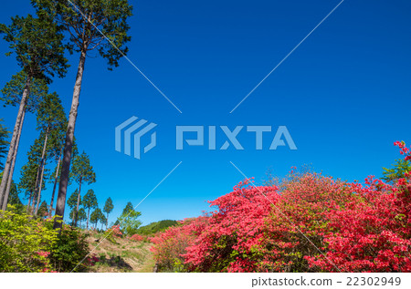 Onzazi社區(德島縣,Funako Azalea公園) Onzazi社區(德島縣,Funako Azalea公園) 22302949