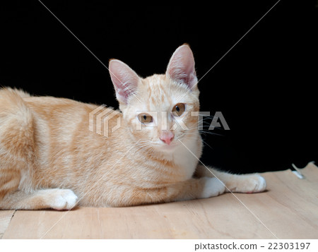 Thailand cat Thailand cat 22303197