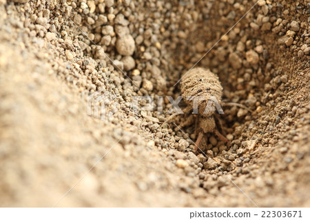 Aliljgok（Ustarpidae的幼蟲） 22303671