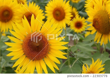 向日葵領域圖像 22303778