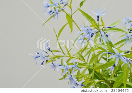 Choujisou 22304475